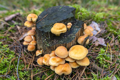 Close-up of mushrooms growing on field