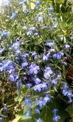 Low angle view of purple flowers growing on tree