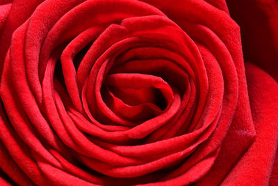 Close-up of red rose