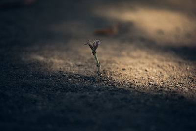 Close-up of plant on ground