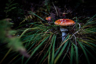 Close-up of mushroom growing on field