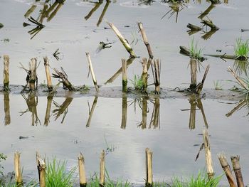 Reflection of trees in water