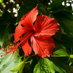 Close-up of red hibiscus blooming outdoors