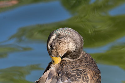 Close-up of mallard duck preening in lake