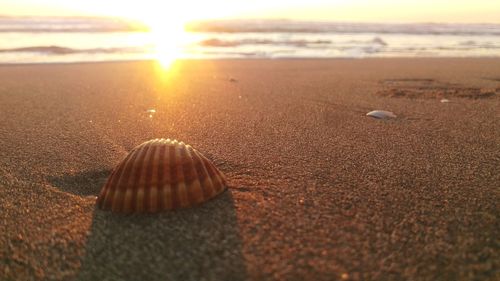 Close-up of seashell on beach