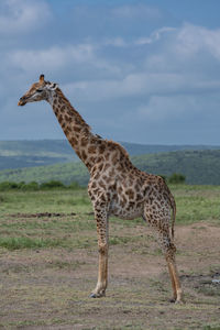 Giraffe in the nature reserve in hluhluwe national park south africa