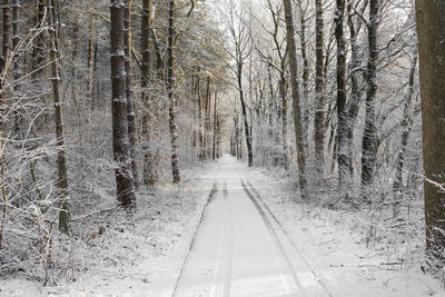 Road amidst trees in forest during winter