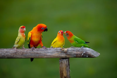 View of parrot perching on branch