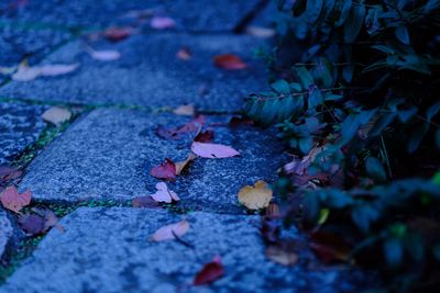 Close-up of fallen autumn leaves