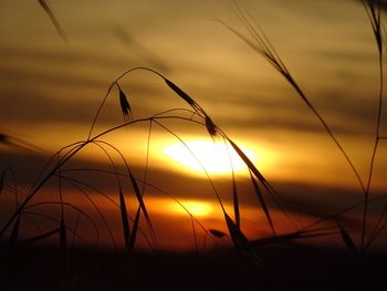 Close-up of silhouette plants against sunset sky