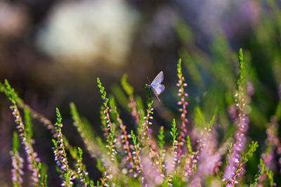 Close-up of insect on purple flower