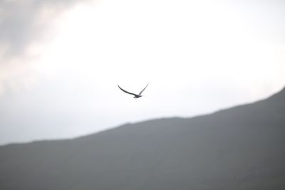 Low angle view of birds flying in sky