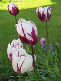 Close-up of pink tulips blooming on field