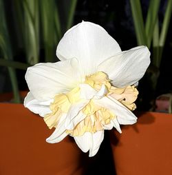 Close-up of white flower