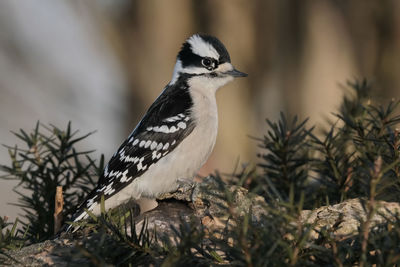 Close-up of bird perching on a plant