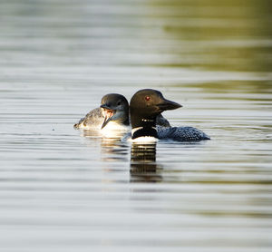 Close-up of loons swimming on lake