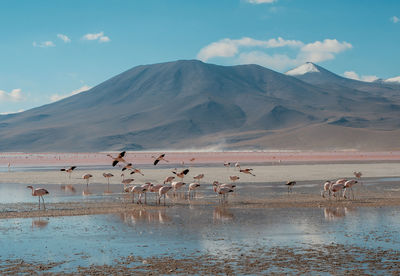 View of birds in lake against mountain range