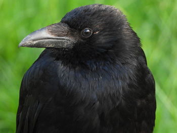 Close-up of a crow looking away