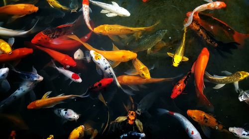 School of fish swimming in pond at night