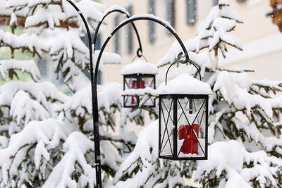 Close-up of snow hanging from tree