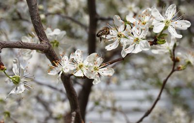 Close-up of flowers growing on tree