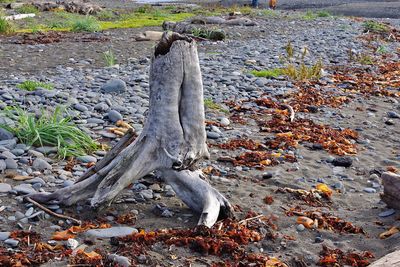 High angle view of tree roots on field