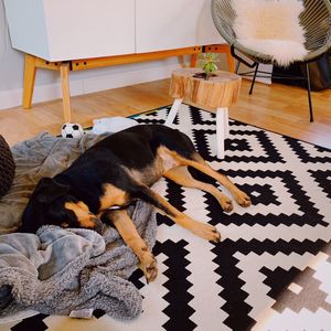 High angle view of dog sleeping on floor at home