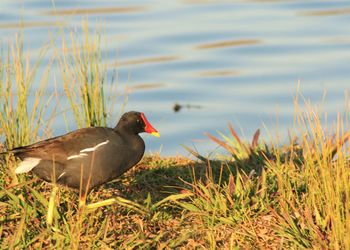 Bird on grassy field