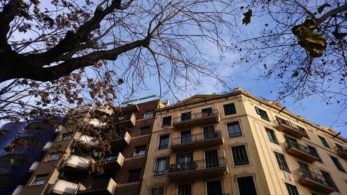 Low angle view of tree and building against sky