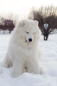 White dog on snow covered land