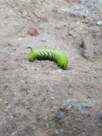 Close-up of caterpillar on leaf