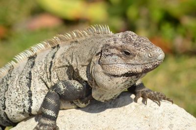 Close-up of a lizard on rock