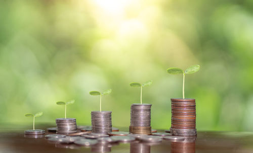 Stack of coins on plant