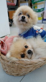 Portrait of dog resting in basket