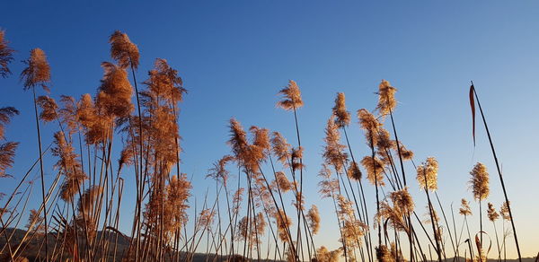 Low angle view of plants against blue sky