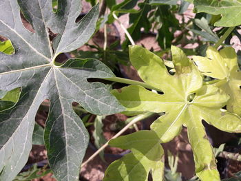 Close-up of insect on plant