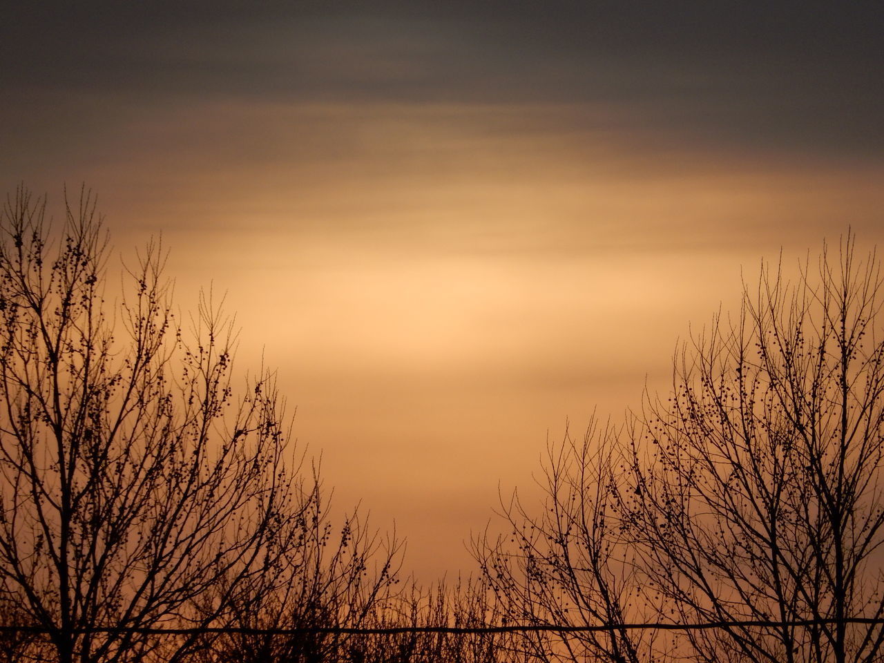 LOW ANGLE VIEW OF TREES AGAINST SKY