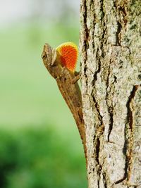 Close-up of carolina anole on tree trunk