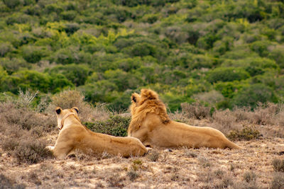 Lions relaxing on land