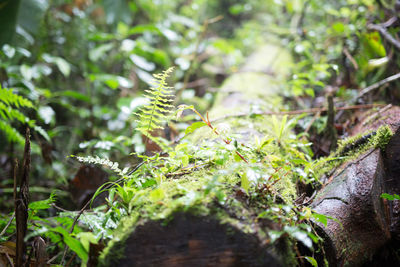 Moss growing on rocks