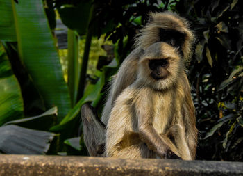 Close-up of monkey