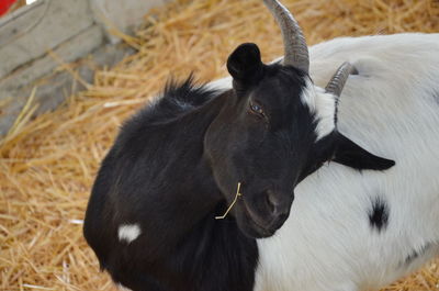 Close-up of cow on field