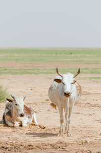 Two cows standing and lying in sahara desert, mauritania