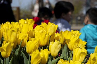 Close-up of yellow tulips