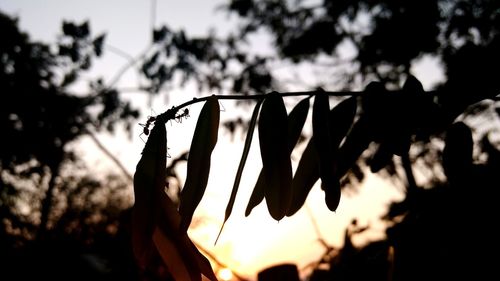 Close-up of silhouette plant against sky at sunset