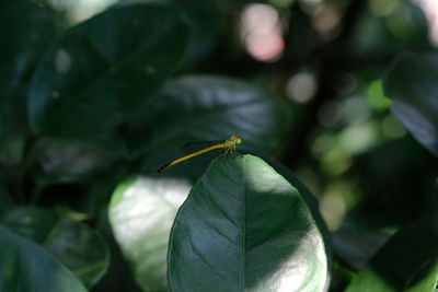 Close-up of insect on leaf