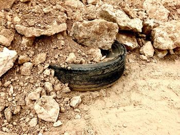 Close-up of snake on rock