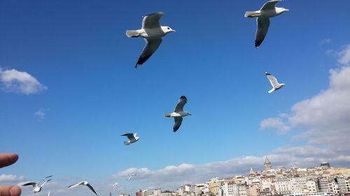 Low angle view of seagulls flying over city against sky
