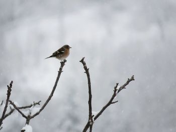 Bird perching on a tree