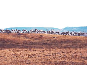 Flock of cranes on field against clear sky